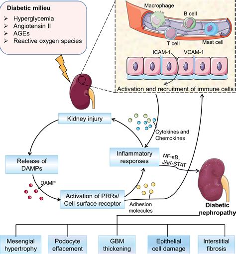 Frontiers Immune Responses In Diabetic Nephropathy Pathogenic