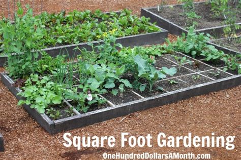 Forget gardening in the ground with all those weeds! Square Foot Gardening - Lettuce, Kohlrabi, Peas, Kale ...