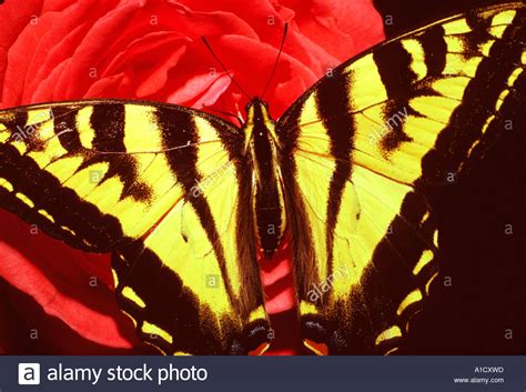 Western Tiger Swallowtail Butterfly Pterourus Rutulus On Rose Rosaceae