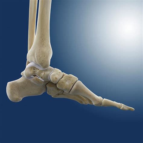 Medial Foot And Ankle Bones Photograph By Springer Medizin Pixels