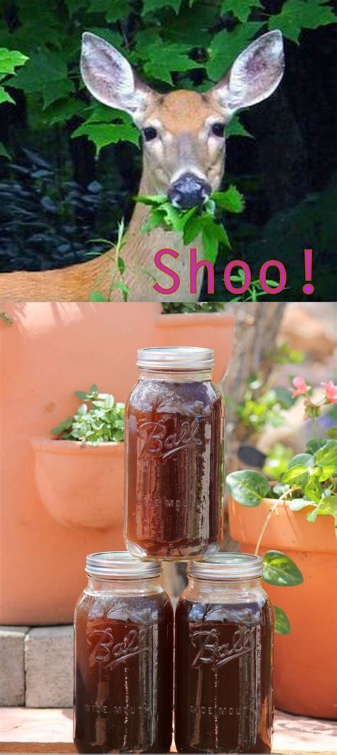 Sep 09, 2021 · otherwise, roses and firethorn would be exempt from the ravages of deer. DIY Organic Deer Deterrent: Fill a 20 gal garbage can 1/2 ...