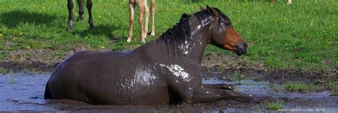 I've heard that a horse can carry 1/3 of its body weight so a 1000 pound horse could comfortably carry 250lbs. Spring Horse Care Must-Dos | Equestrian Barns ...