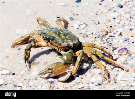 Beautiful Crab Crawl On The Coast Of Black Sea Stock Photo Alamy