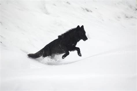 Yellowstone Expeditions Winter Wildlife Photo Album