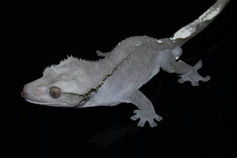 Grey Crested Crested Gecko Reptiles And Amphibians Gecko
