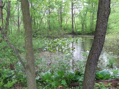 Terri Of The Trails The Great Marsh Of The Indiana Dunes Swamp