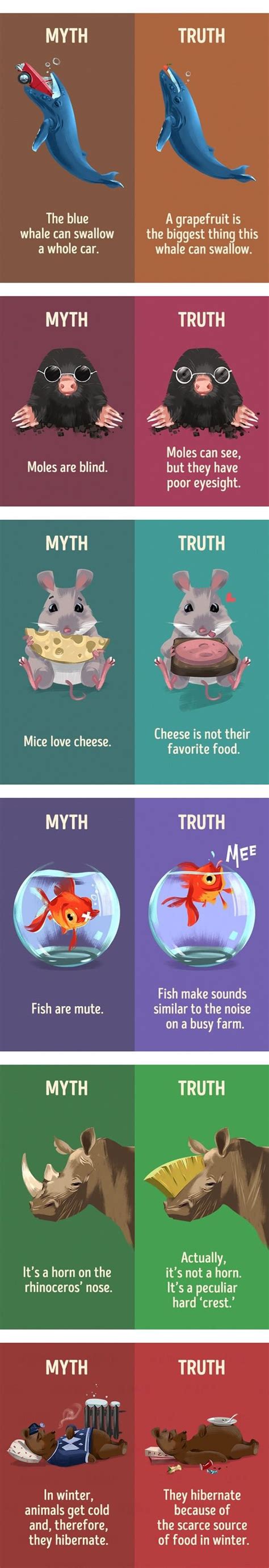 12 Myths About Animals That We Still Believe Wtf Fun Facts Cute