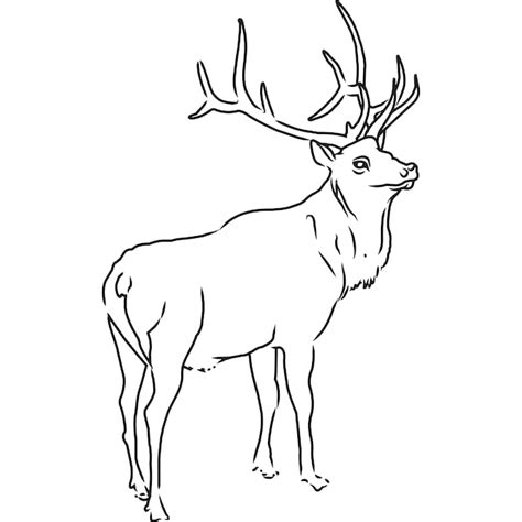 Premium Vector Hand Sketched Hand Drawn Elk Vector