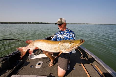 Leech lake boasts world class muskie. Leisure Outdoor Adventures: June 2015