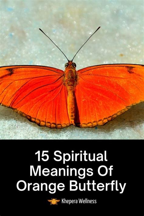 15 Orange Butterfly Meanings Spiritual Symbolisms Lucky