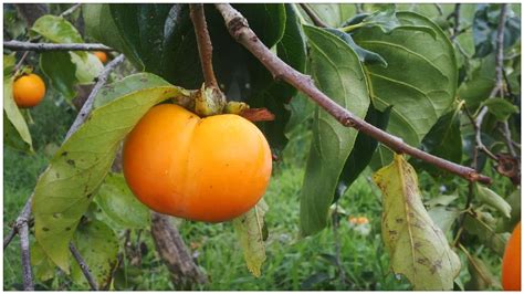 Look through examples of pisang kaki translation in sentences, listen to pronunciation and learn grammar. mrkumai.blogspot.com: Buah Pisang Kaki di Cameron Highlands