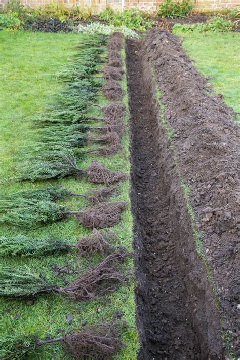 Planting And Aftercare Of Bare Root Hedging Plants Suttons Gardening