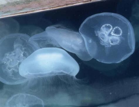Album Jellyfish Rule Live Science