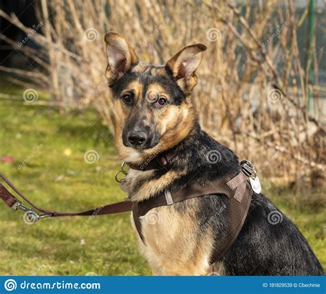 German Shepherd At A Dog Leash Stock Image Image Of Green Breed