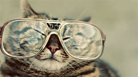 Hipster Cat Iphone Wallpapers Top Free Hipster Cat Iphone Backgrounds