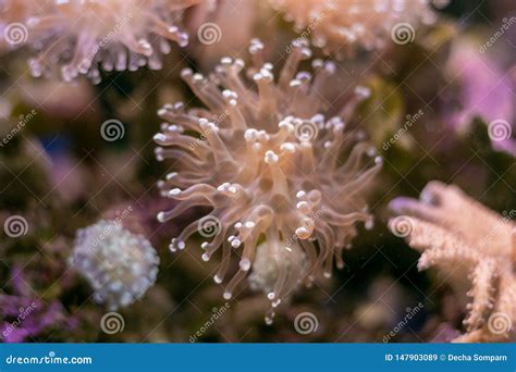 Beautiful Sea Flower In Underwater World With Corals And Fish Nature