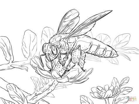 Coloring Pages Of Honey Bees - Coloring Home