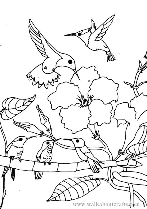 Color this stunningly beautiful coloring page! Hummingbird coloring pages to download and print for free