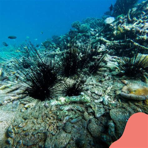 Sea Urchins Are Usually Not Among The Most Popular Creatures On Coral