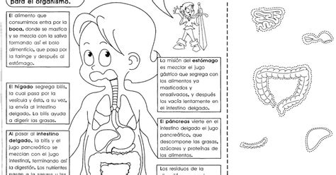 Partes Del Cuerpo Humano Para Niños De Tercer Grado De Primaria Hay Niños