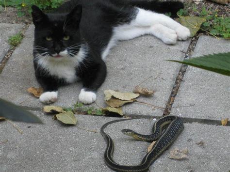 Strange Friendship Between Cat And Snake In Knowlton Township