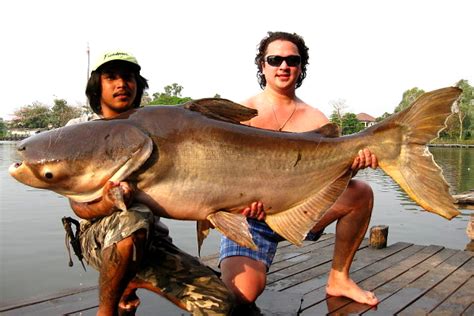 Fish Species In Thailand Megafishingthailand