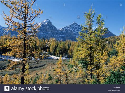 Autumn Larch Trees Banff National Park Canadian Rockies