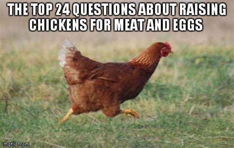 No matter what breed of laying hens you get, quantity and quality of eggs all depend on your chickens leading happy lives with excellent nutrition. The Top 24 Questions about Raising Chickens for Meat and ...