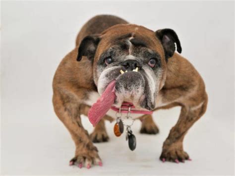 Zsa Zsa Worlds Ugliest Dog From Minnesota Dies Maple Grove Mn Patch