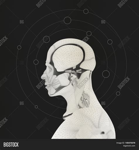 Human Anatomy Head Image And Photo Free Trial Bigstock
