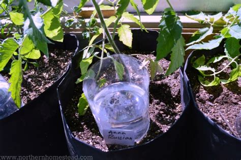 How To Grow In Grow Bags Northern Homestead