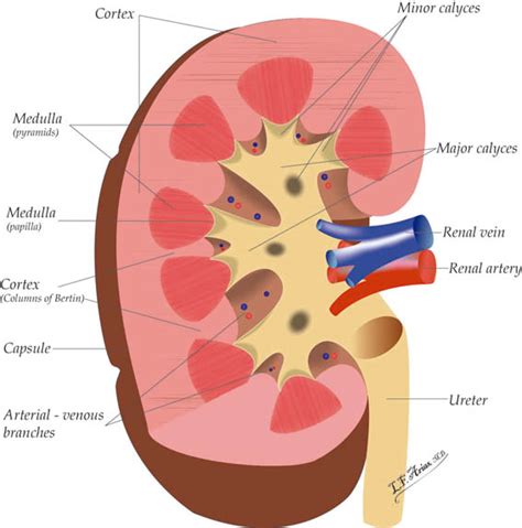 Histol Glomérulo