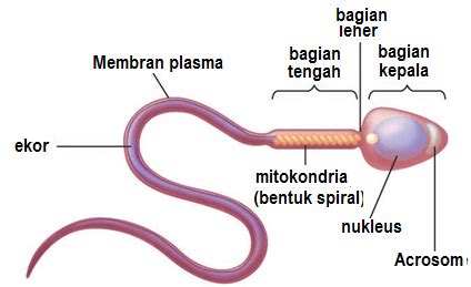 Energi Untuk Gerak Sperma Dihasilkan Oleh Mitokond