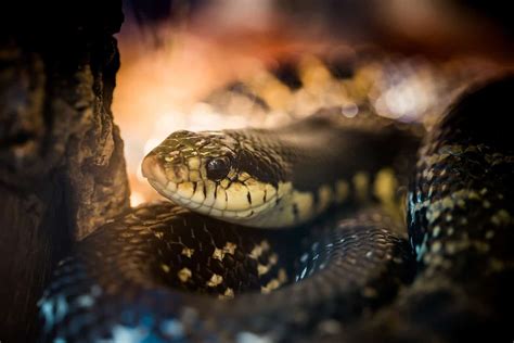 Can Snakes And Lizards Live Together Embora Pets