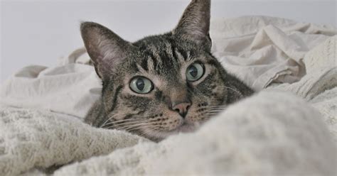 Contoh Teks Deskripsi Tentang Hewan (Kucing) - MTB