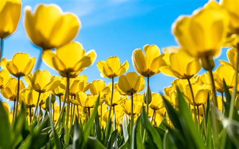 Tulip Field Flowers Hd Desktop Wallpapers 4k Hd