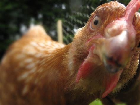 Campylobacter Spreads Because Of Chicken Juices