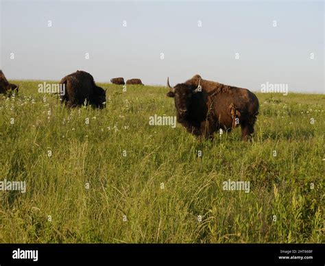 An American Bison On The Open Prairie In Western Missouri Stock Photo