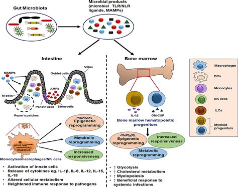 Frontiers Potential Role Of Gut Microbiota In Induction And
