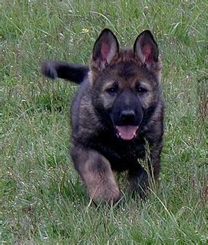 Find sable german shepherd in canada | visit kijiji classifieds to buy, sell, or trade almost anything! Milosovich v Schraderhaus | Sable german shepherd, German ...