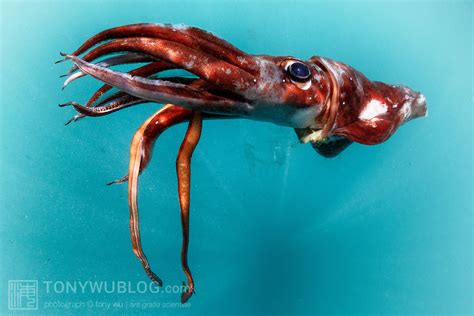 Ancistrocheirus Lesueuri Sharpear Enope Squid Tony Wu Underwater