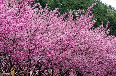 Landscape View Of Cherry Blossoms At Sakura Gardens Of Wuling Farm