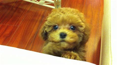 Tiny Red Toy Poodle Puppy Kola 95 Weeks 18 Lbs Whining And Crying