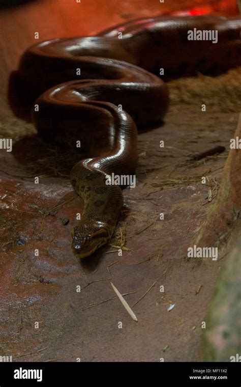 Amazon Rainforest Peru Anaconda Hi Res Stock Photography And Images Alamy