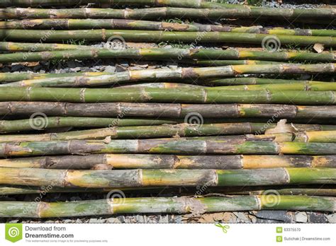 Pile Of Bamboo Stick Prepare For Material Stock Photo Image Of Heap