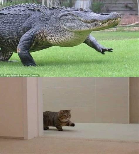Crocodile And Cat Walking Memes Imgflip