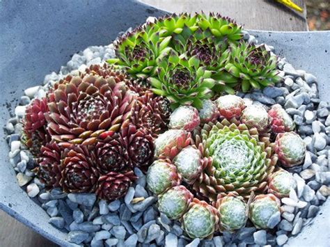 Vaste planten - Soorten vaste planten | Sempervivum, Succulents, Plants