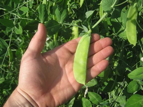 Snow Pea Mammoth Melting Sugar St Clare Heirloom Seeds Heirloom