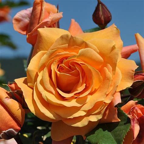 Great savings & free delivery / collection on many items. Tangerine Skies™