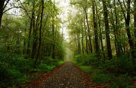 Beautiful Forest Path Wallpapers Gallery
